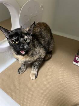 Domestic Short Hair Cats Available for Adoption in Palmetto, Florida - A135357 | PetCurious
