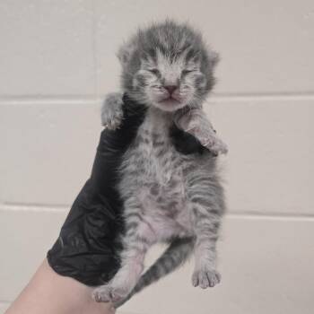 Ladybug -  Domestic Short Hair Cat for Adoption in Reno, Nevada - Ladybug | PetCurious