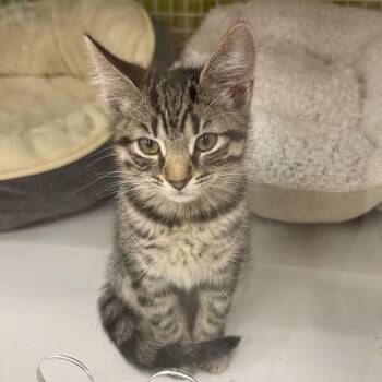 Gravy -  Domestic Short Hair Cat Available for Adoption in Tallahassee, Florida - Gravy | PetCurious