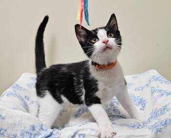 Kevin -  Domestic Medium Hair Cat for Adoption in Fremont, Ohio - Kevin | PetCurious
