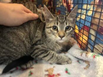 STAR CRUNCH -  Domestic Short Hair Cat for Adoption in Pensacola, Florida - STAR CRUNCH | PetCurious