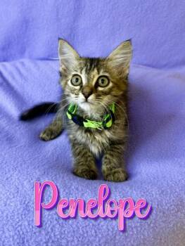 Penelope -  Torbie Cat for Adoption in Boerne, Texas - Penelope | PetCurious