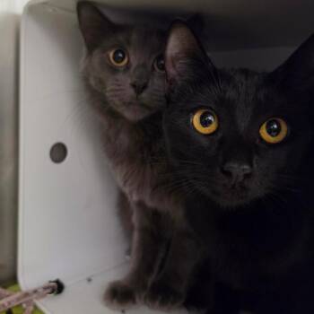Tori (Lincoln 3) -  Domestic Short Hair Cat for Adoption in Briarcliff Manor, New York - Tori (Lincoln 3) | PetCurious