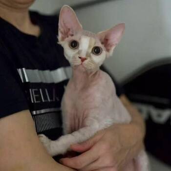 Pix -  Devon Rex Cat for Adoption in Los Angeles, California - Pix | PetCurious