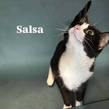 Salsa -  Domestic Short Hair Cat for Adoption in Tulsa, Oklahoma - Salsa | PetCurious