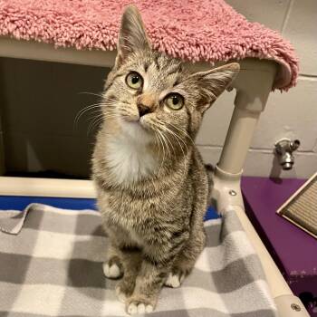 Lizzie -  Domestic Short Hair Cat for Adoption in Columbus, Indiana - Lizzie | PetCurious