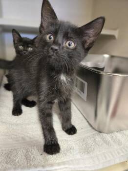 Winifred -  Domestic Short Hair Cat for Adoption in New Rochelle, New York - Winifred | PetCurious