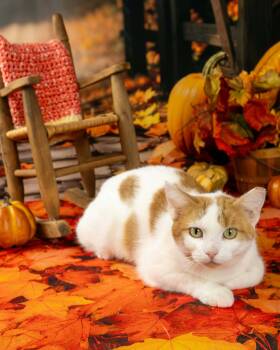 Larry -  Domestic Short Hair Cat for Adoption in Lapeer, Michigan - Larry | PetCurious
