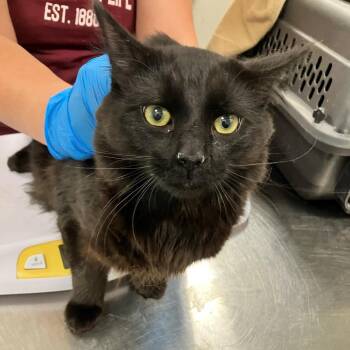 Domestic Medium Hair Cats Available for Adoption in Las Cruces, New Mexico - Pumpkin | PetCurious