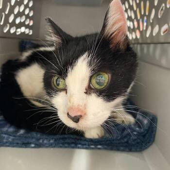 Domestic Medium Hair Cats Available for Adoption - Birdie | PetCurious