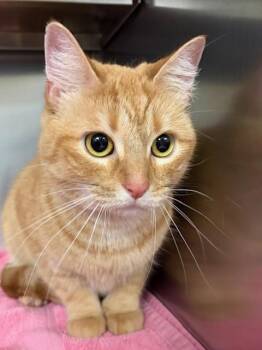 Domestic Short Hair Cats Available for Adoption in Houghton Lake, Michigan - Rosie | PetCurious