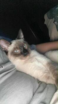 Kai -  Siamese Cat for Adoption in Ballwin, Missouri - Kai | PetCurious