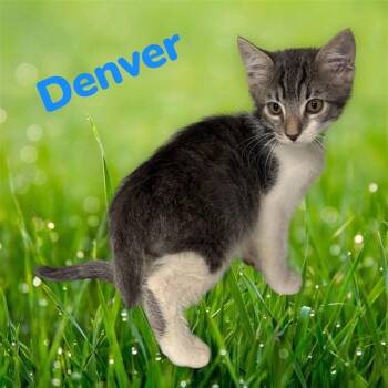 Domestic Short Hair Cats Available for Adoption in Visalia, California - DENVER | PetCurious