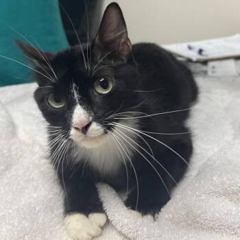 Priscilla -  Domestic Short Hair Cat for Adoption in Lakeland, Florida - Priscilla | PetCurious