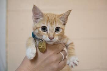 Domestic Short Hair and Tabby Cats Available for Adoption in Mountain Home, Arkansas - Goldielocks | PetCurious