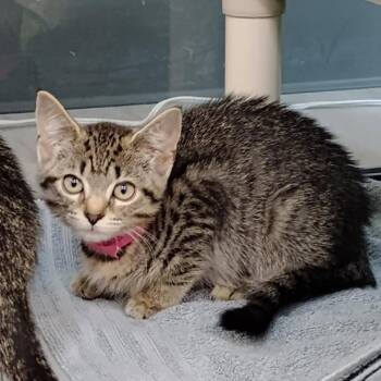 Princess -  Domestic Short Hair Cat for Adoption in Fairport, New York - Princess | PetCurious