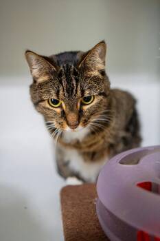 Marigold -  Domestic Short Hair Cat for Adoption in Morgantown, West Virginia - Marigold | PetCurious