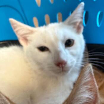 Faust -  Domestic Short Hair Cat for Adoption in Troy, Virginia - Faust | PetCurious