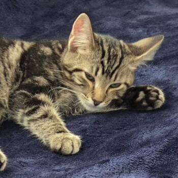 Rescue Domestic Short Hair Cats for Adoption in Vine Grove, Kentucky - Cashew | PetCurious