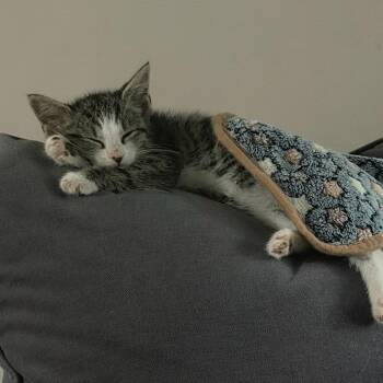 Precise Shot -  Domestic Short Hair Cat for Adoption in Fredericksburg, Virginia - Precise Shot | PetCurious