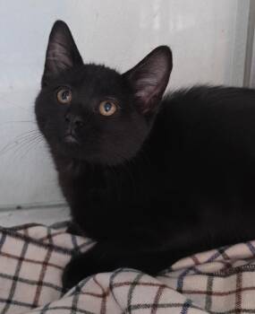 Florrie -  Domestic Short Hair Cat for Adoption in Fort Lupton, Colorado - Florrie | PetCurious