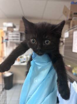 Rescue Domestic Short Hair Cats for Adoption in Roseville, California - Mercury | PetCurious