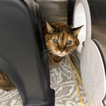 Domestic Short Hair Cats Available for Adoption in Morganton, North Carolina - Gabby | PetCurious