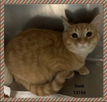 Rescue Domestic Short Hair and Tabby Cats for Adoption in Marietta, Georgia - DASH | PetCurious