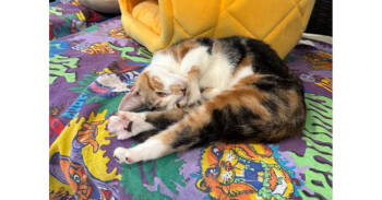 Rescue Domestic Short Hair and Calico Cats for Adoption in New Cumberland, West Virginia - Honey | PetCurious