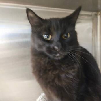 Domestic Short Hair Cats Available for Adoption - Belle | PetCurious