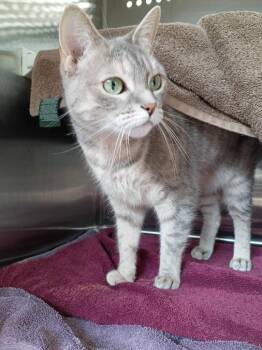 Lulu -  Domestic Short Hair Cat for Adoption in Hyde Park, New York - Lulu | PetCurious