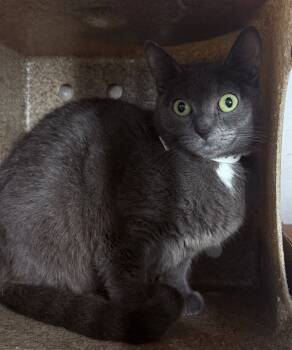 Rescue Domestic Short Hair Cats for Adoption in New York, New York - Pixie | PetCurious