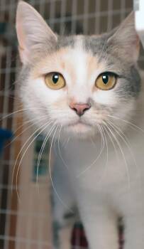 Calico Cats Available for Adoption in Vancouver, Washington - Paisley | PetCurious
