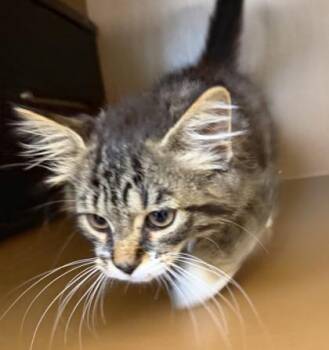 Porkchop -  Domestic Long Hair and Domestic Short Hair Cat for Adoption in Hamilton Township, New Jersey - Porkchop | PetCurious