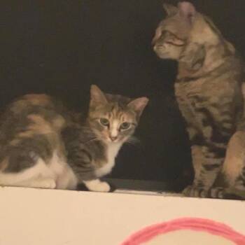 Brigette -  Domestic Short Hair Cat for Adoption in Los Angeles, California - Brigette | PetCurious