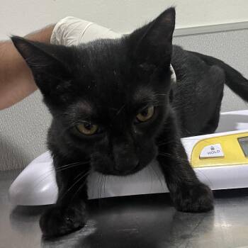 Tiny Tim -  Domestic Short Hair Cat for Adoption in Tampa, Florida - Tiny Tim | PetCurious