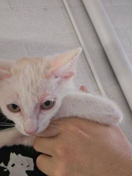 Domestic Short Hair Cats Available for Adoption in Ontario, California - Eric | PetCurious