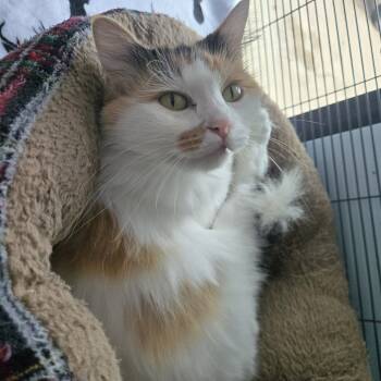 Rescue Domestic Long Hair Cats for Adoption in Fort Smith, Arkansas - Esther (25-11767) | PetCurious