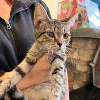 Rescue Domestic Medium Hair Cats for Adoption in Lynchburg, Virginia - Pumpkin Pie | PetCurious