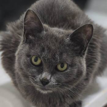 Tic Tac Toes -  Domestic Short Hair Cat for Adoption in Tulsa, Oklahoma - Tic Tac Toes | PetCurious