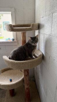 Domestic Short Hair Cats Available for Adoption in Ontario, California - Precious | PetCurious