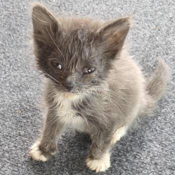 Penny -  Domestic Short Hair Cat for Adoption in Cedaredge, Colorado - Penny | PetCurious