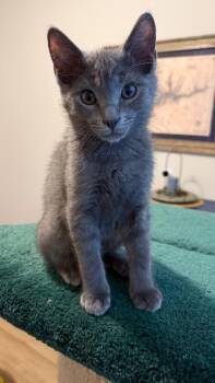 Bon Jovi -  Domestic Short Hair Cat Available for Adoption in Cumming, Georgia - Bon Jovi | PetCurious