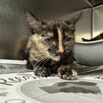 Cressida -  Domestic Short Hair Cat for Adoption in Auburn, Alabama - Cressida | PetCurious