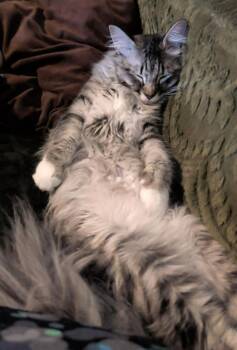 Macademia -  Domestic Long Hair Cat for Adoption in Anchorage, Alaska - Macademia | PetCurious
