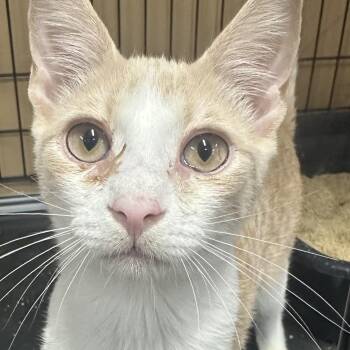 John -  Domestic Short Hair Cat for Adoption in Pleasantville, New Jersey - John | PetCurious