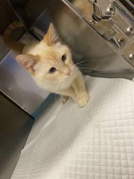 Hayes -  Domestic Short Hair Cat for Adoption in Hobbs, New Mexico - Hayes | PetCurious