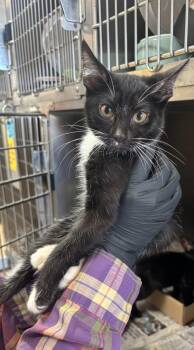 Rescue Domestic Short Hair Cats for Adoption in Cincinnati, Ohio - Spiderman 3 | PetCurious
