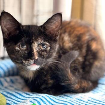 Kit -  Domestic Short Hair Cat for Adoption in Cumming, Georgia - Kit | PetCurious