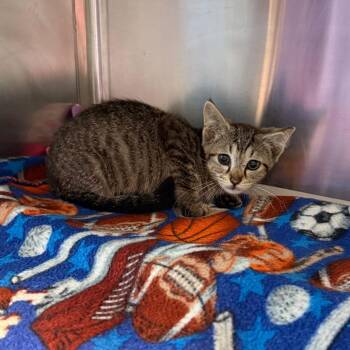 Priscilla -  Domestic Short Hair Cat for Adoption in Chattanooga, Tennessee - Priscilla | PetCurious